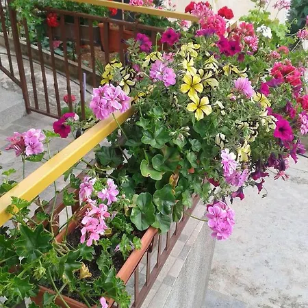 Apartman Ruza *
